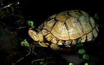 Coahuilan box turtle {Terrapene coahuila} Mexico. Endangered species