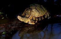 Coahuilan box turtle {Terrapene coahuila} Mexico. Endangered species
