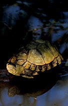 Coahuilan box turtle {Terrapene coahuila} Mexico. Endangered