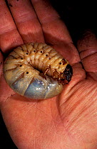 Hercules beetle larva in hand {Dynastes hercules} Amazonia, Ecuador
