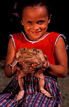 Roccoco toad {Bufo paracnemis} held by child. Cerrado, Brazil