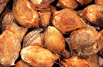 Attalea palm nuts {Attalea sp} Cerrado, Brazil - food source for capuchin monkeys