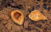 Piacuva palm nuts {Attalea funifera} Cerrado, Brazil - food source for Hyacinth macaws