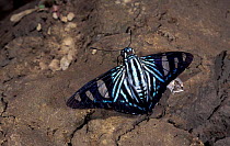 Blue banded skipper butterfly feeds on bird droppings {Elbella polyzona} Peru Heath river