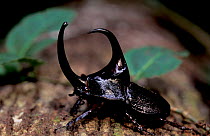 Pan beetle {Enema pan} Amazonia, Peru