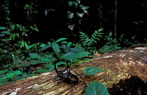 Pan beetle on log {Enema pan} Amazonia, Peru