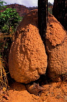 Brazilian lesser long-nosed / Seven banded armadillo {Dasypus septemcinctus} Brazil, termite