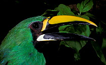 Emerald toucanet {Aulacorhynchus prasinus} captive, Urubamba river, Peru