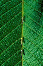 Three Leaf hoppers on leaf {Cicadellidae} Manu cloud forest, Peru