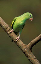 Yellow chevroned parakeet {Brotogeris chiriri} Pantanal, Brazil