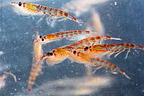Antarctic krill {Euphasia superba} Antarctica.