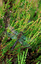 Downy emerald dragonfly on heather {Cordulia aenea} Scotland, UK