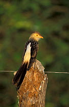 Guira cuckoo {Guira guira} Pantanal, Brazil