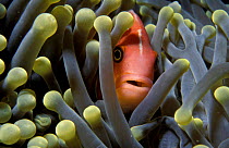 Pink anemonefish {Amphiprion perideraion} in anemone. Palau, Micronesia