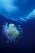 Jellyfish in open sea with fish protected in tentacles. Palau, Pacific.
