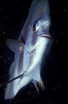 Batfish portrait {Ogcocephalidae} Palau, pacific