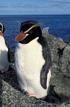 Snares island penguin {Eudyptes robustus} Snares Island, New Zealand