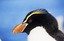 Snares island penguin (Eudyptes robustus) head portrait, Snares Island, New Zealand, vulnerable species