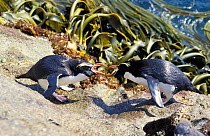 Snares island penguin, dispute {Eudyptes robustus} Snares Island, New Zealand