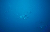 Snares island penguins swimming {Eudyptes robustus} Snares Island, New Zealand