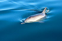 Bottlenose dolphin at surface {Tursiops truncatus} Shark Bay, W Australia.