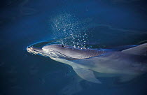 Bottle nosed dolphin blowing at surface {Tursiops truncatus} Shark Bay, W Australia