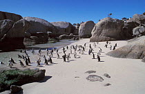 Black footed / Jackass penguins on beach {Spheniscus demersus} Cape Town, South Africa