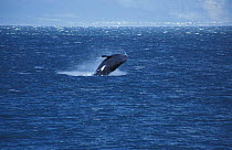 Southern right whale breaching {Balaena glacialis australis} South Africa