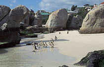 Black footed / Jackass penguins on beach {Spheniscus demersus} Cape Town, South Africa