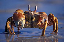 Golden ghost crab {Ocypode convexa} 80 Mile Beach, Western Australia