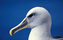 Buller's albatross head profile portrait (Thalassarche bulleri) Snares Is, New Zealand