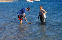 People feeding Bottlenose dolphin {Tursiops truncatus} Shark Bay, W Australia 2002