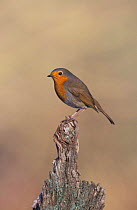 Robin perched {Erithacus rubecula} UK