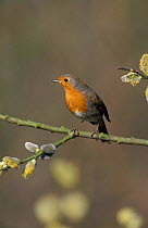Robin perched {Erithacus rubecula} UK