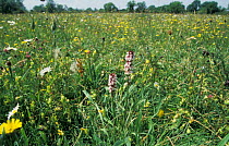 Burnt tip orchid flowering in meadow {Neotinea ustulata} Wiltshire, UK