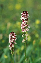 Burnt tip orchid flowering {Neotinea ustulata} Wiltshire, UK