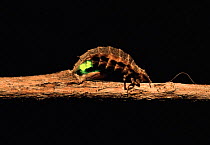 Glow worm female beetle glowing at night {Lampyris noctiluca} Peak District, Derbyshire, UK.