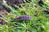 Glow worm beetle female in daylight {Lampyris noctiluca} Peak District, UK