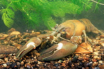 Signal crayfish {Pacifastacus lenuisculus} American species now living wild in UK.
