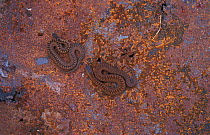 Two Adders sunning on rusty metal {Vipera berus} UK
