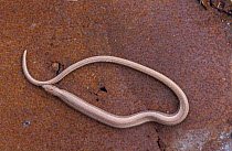 Slow worm sunning on rusty metal {Anguis fragilis} UK