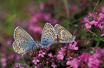 Silver studded blue butterflies mating {Plebejus argus} Anglesea, Wales, UK
