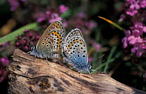 Silver studded blue butterflies mating {Plebejus argus} Anglesea, Wales, UK