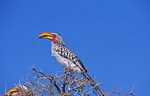 Southern yellow billed hornbill {Tockus leucomelas} Namibia