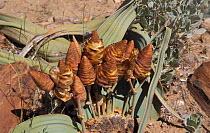 Welwitschia, female cones {Welwitschia mirabilis} Namibia