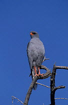 Pale chanting goshawk {Melierax canorus} Namibia