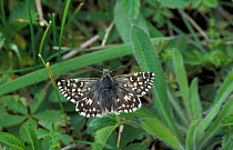 Grizzled skipper butterfly {Pyrgus malvae} UK