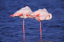 Two Greater flamingoes sleeping on one leg {Phoenicopterus ruber} Namibia