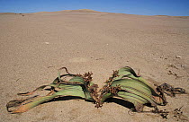 Welwitschia, male plant {Welwitschia mirabilis} Namibia