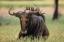 Wildebeest {Connochaetes taurinus} male, South Africa